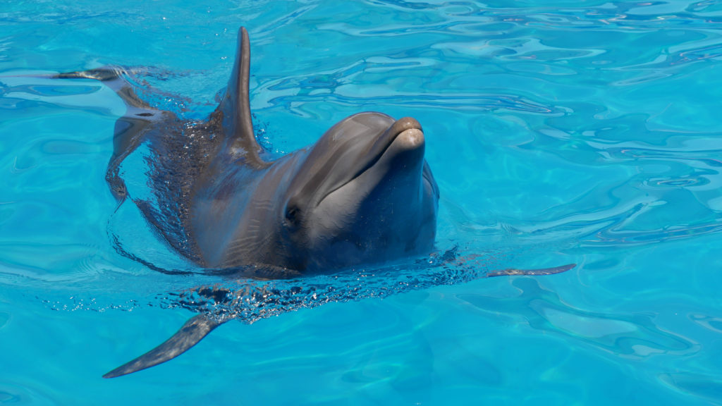 Delfines en el seaquarium